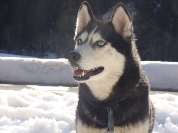 Schneeschuh-Tour mit Huskys – Bild 2